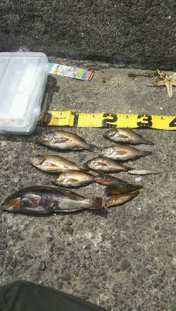 須磨にて夜の終電から昼までメバリング&am…