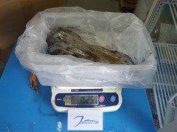 天神崎　ヤエンでアオリイカの釣果