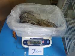 天神崎　ヤエンでアオリイカの釣果