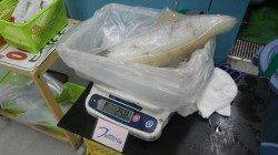 笠甫でヤエン釣り　アオリ2.58kg！