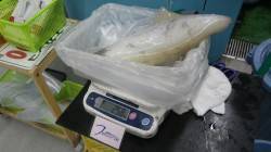 笠甫　ヤエンでアオリイカの2.5kgオーバ…