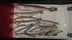 堺漁港でジャンボキス！！見たことないビッグサイズです