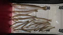 堺漁港でジャンボキス！！見たことないビッグ…