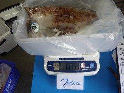 みなべ沖磯　エギング＆ヤエンでアオリイカ6パイ