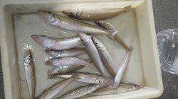 みなべエリアでの投げ釣り、20cmまでのキス20匹♪