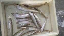 みなべエリアでの投げ釣り、20cmまでのキ…