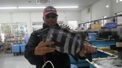 地磯で粘って石鯛！富田袋地磯