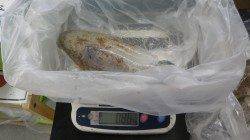 串本紀伊大島　ウキ釣りでアオリイカ2ハイ