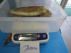 ヤエンでのアオリイカ釣果〜堺で1.1kg・すさみで1.7kg
