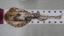 いや～でかいでかい！ 白浜町の地磯で出ました４キロのアオリイカ