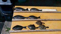 大イナヤ、グレのサイズは30cm以上です