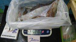 椿地磯　ヤエンでアオリイカの2.1kg