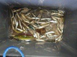 新芳養堤防で投げ釣り、サビキ　色々な魚種が楽しめます