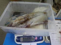 【17日】堺漁港でエギング（アオリイカ17…