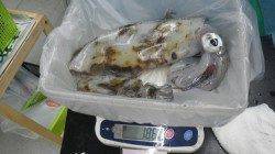 白浜町椿の地磯　ヤエンでのアオリイカ釣果です