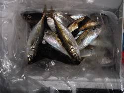 本荘人工島　夕方からは15cm級のアジ　昼…