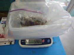 みなべ一本松　エギングでアオリイカが2ハイ