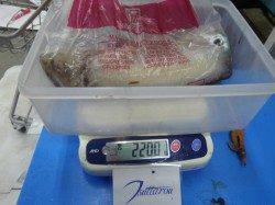 みなべ町岩代の波止、エギングでアオリイカ2.2kg！
