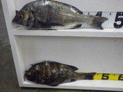 みなべ町堺・森の鼻でコロダイ・チヌの釣果