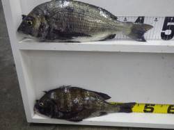 みなべ町堺・森の鼻でコロダイ・チヌの釣果