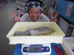 田辺元島の地磯でヤエン釣り　アオリイカ1280g