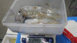 みなべの地磯でエギング〜1525ｇアオリイカ2ハイ