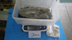 天神崎でのヤエン釣り〜ビッグな外道のコウイカ1760g！