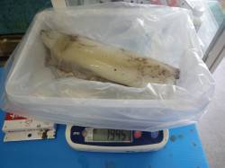 みなべ一本松　エギングでアオリイカが2ハイ…