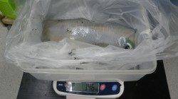 白浜町椿の見草　エギングでのアオリイカ釣果