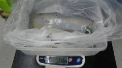 白浜町椿の見草　エギングでのアオリイカ釣果…