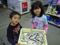 芳養でのお子様釣果：サビキでイワシがいっぱいです