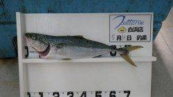 すさみの地磯で青物の釣果〜ルアーでメジロ約80cm！！