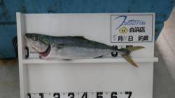 すさみの地磯で青物の釣果〜ルアーでメジロ約…