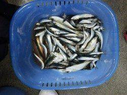 新芳養堤防で投げ釣り、サビキ　色々な魚種が楽しめます