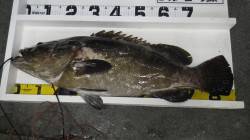 白浜の地磯でクエ90cm推定15kg！！