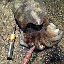 日本海春エギング状況【Ｈｅａｄｌａｎｄ４５氏　連載記事】