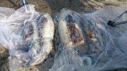 小引の筏でアオリイカ〜ヤエンで2.0kgクラス&エギングで1.0kgなど