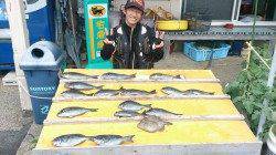 串本萩尾の磯釣果〜小平瀬にてグレ25枚