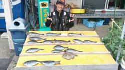 串本萩尾の磯釣果〜小平瀬にてグレ25枚