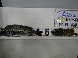 天神崎でフカセ釣り、良型チヌとカワハギの釣果