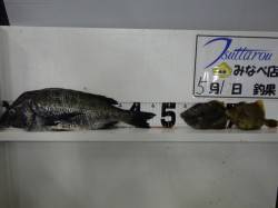 天神崎でフカセ釣り、良型チヌとカワハギの釣…