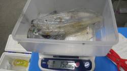 みなべの地磯でエギング〜1525ｇアオリイ…