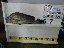 みなべ堺堤防で59.5ｃｍのコロダイGET！