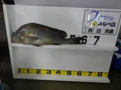 みなべ堺堤防で59.5cmのコロダイGET…