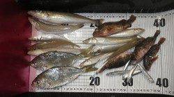 旧芳養堤防のキスは良型ですね！ ほかガシラ・クロサギ・カタクチイワシ