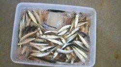 みなべ堺堤防　サビキでイワシの大漁釣果