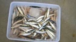 みなべ堺堤防　サビキでイワシの大漁釣果