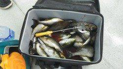 市江の沖磯・夜釣りでのっこみイサギが好調！