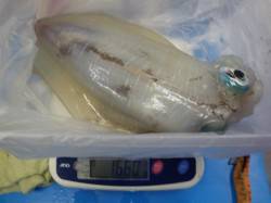 一本松でヤエン釣り　〜アオリイカ1.6ｋｇ…
