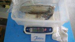 天神崎でのヤエン釣り〜ビッグな外道のコウイカ1760g！